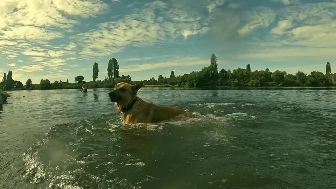 see the joy of this beautiful dog