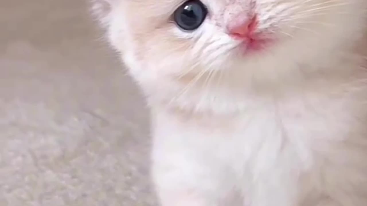 Cute Cat Vedio Ever