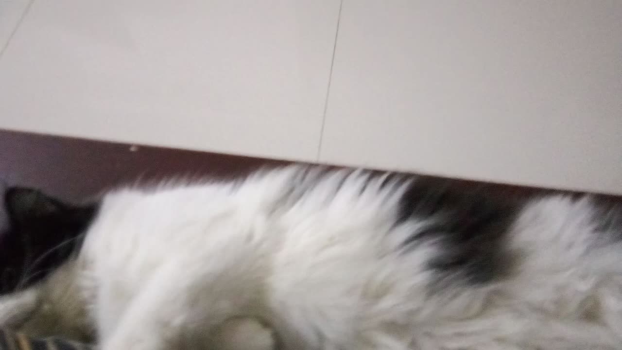 Cat is sleeping