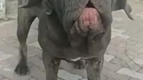 Dogs