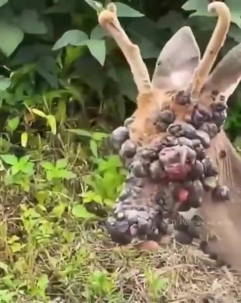 鹿の異変。これをゾンビウイルスと称して、また人間を扇動する奴らがいる。