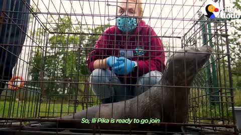 Orphaned Baby Seal Barks At Anyone Who Tries To Clean Her Bathtub | The Dodo Saving The Wild