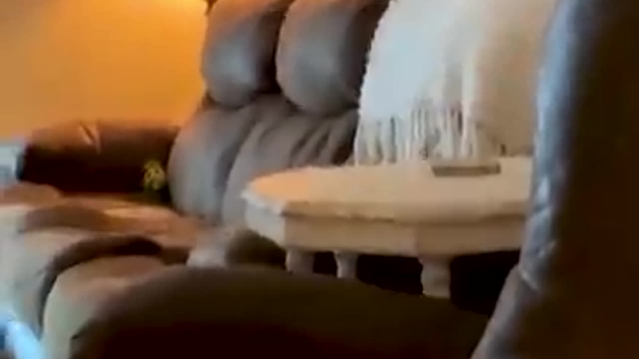 Funny_Animal_Videos_Of_The_Day_0030!_😂😂_#fyp_#memes_#memedaily_#dankmemes
