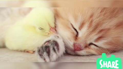 Kitten and chick have astonishing friendship