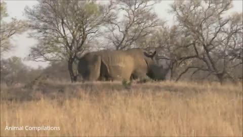 Baby Rhino Charging - FUNNIEST Compilation