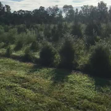 Touring on our Bucks County tree farm by for trees at 215 652 8329