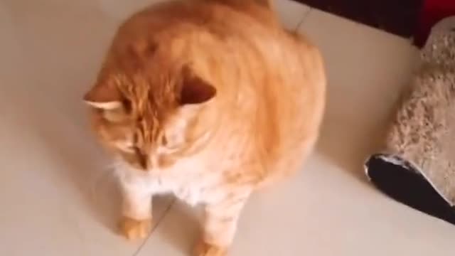 I lost my cat.