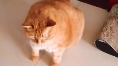 I lost my cat.