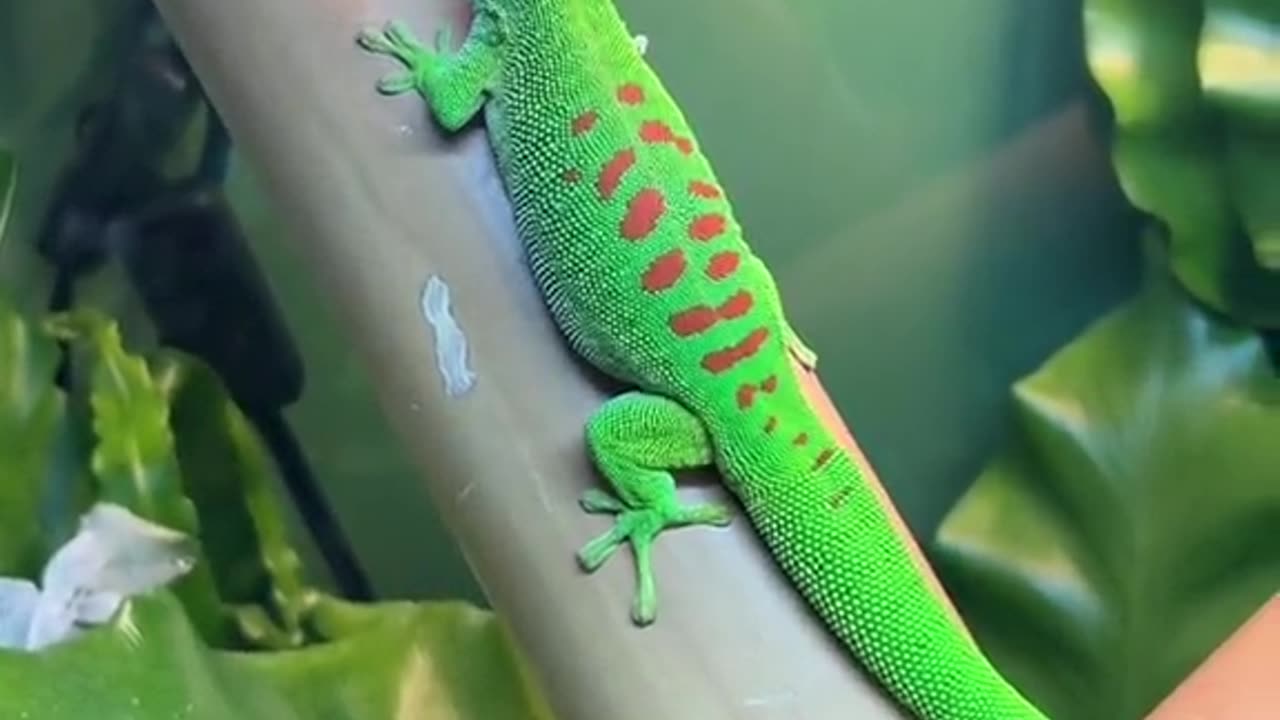 Beautiful gaint day gecko.phelsuma grandis