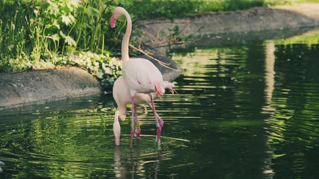 Flamingo Flamingos Birds Dancing Animals . Pink