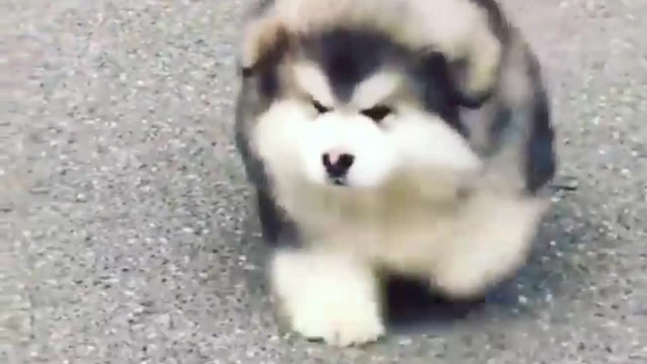 Cute and amazing puppies,