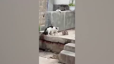 Funny cats