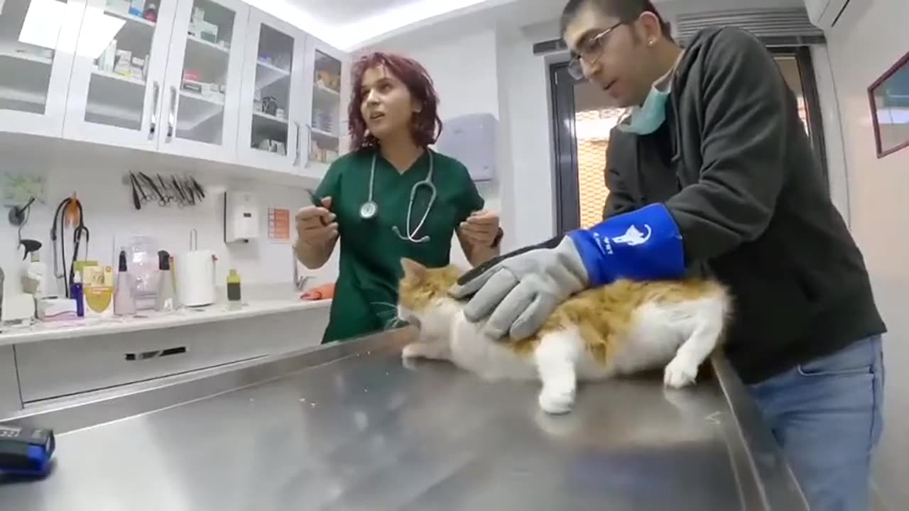 Vet try to Cut Angry Cat_s Nails