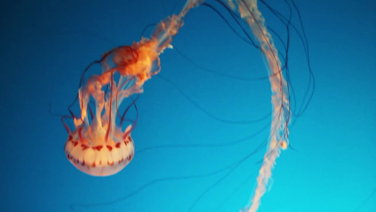 Colourful jellyfish