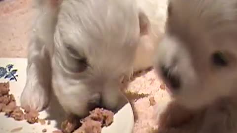 CUTENESS OVERLOAD!!! 2 WEEKS OLD PUPPIES TWITCHING & EATING