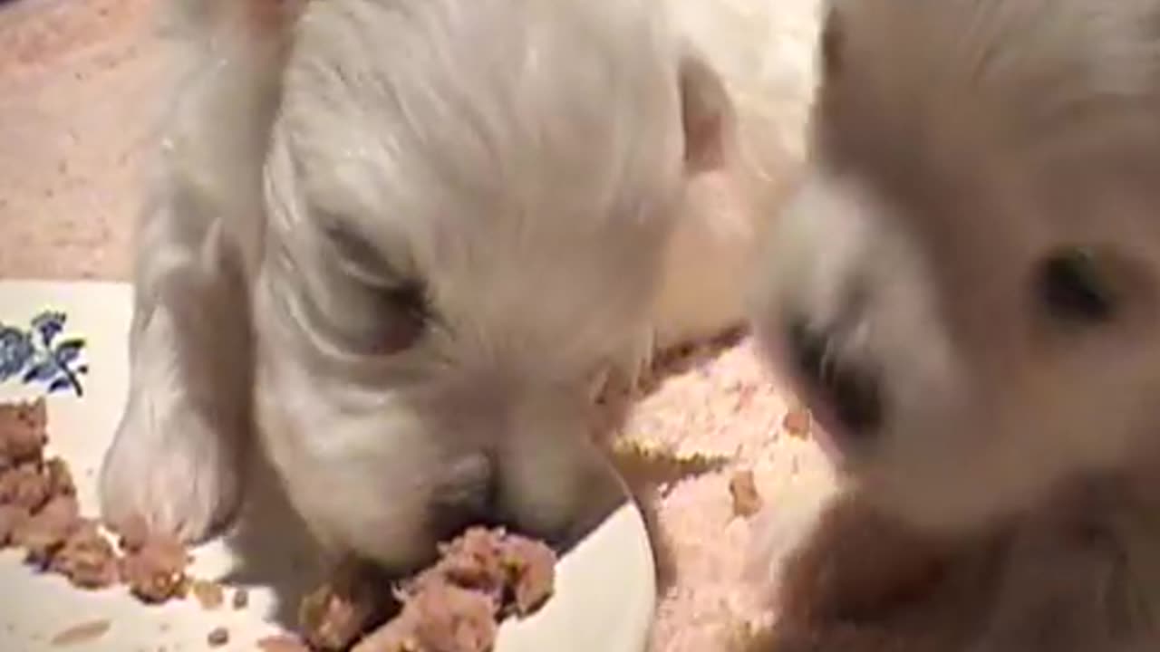 CUTENESS OVERLOAD!!! 2 WEEKS OLD PUPPIES TWITCHING & EATING