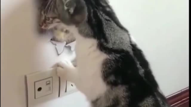 Amazing Cats 😻 Tro Love ❤ 😍 ||Funny Moment ||Animal Lovers ❤ #Most Beautiful #Trending #Short #