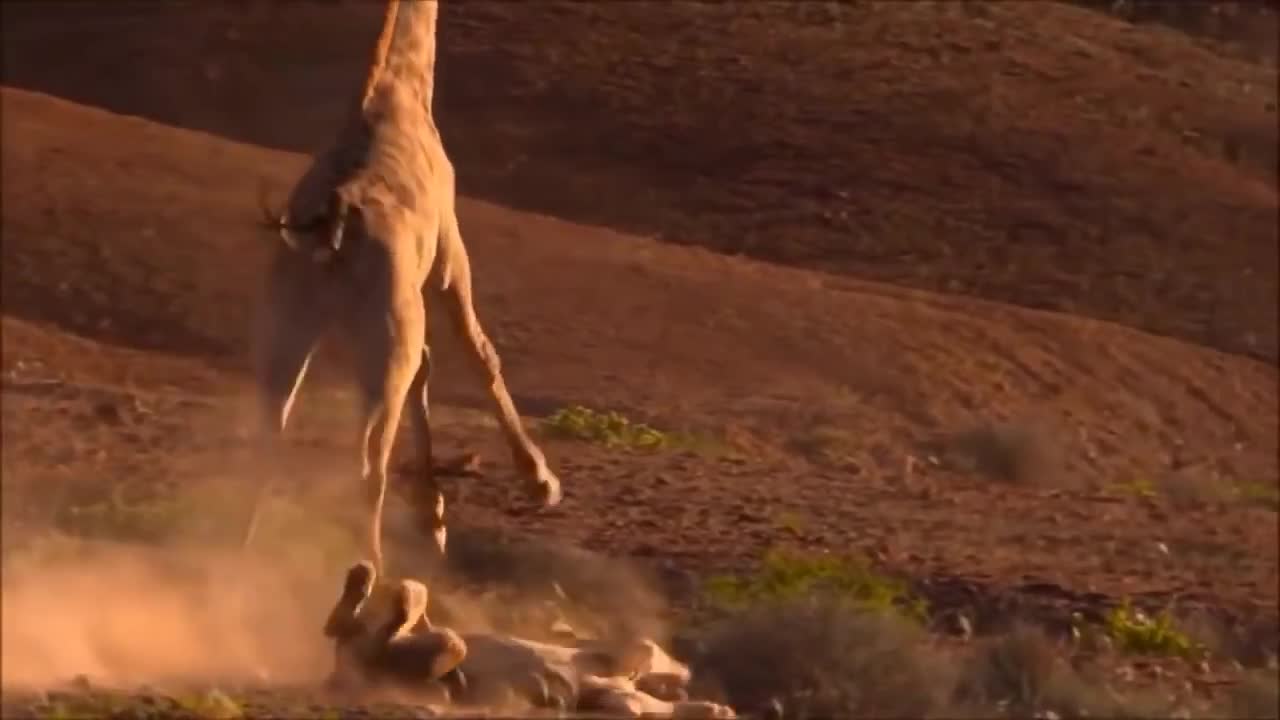 Giraffe Save Her Newborn From Lion