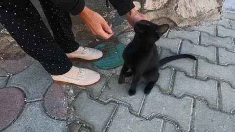 Long tailed black cat asks me for food by meowing and purring