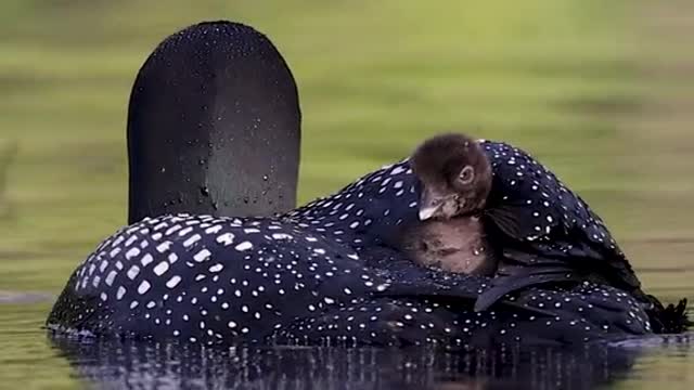 Common loon with a fish a little bit too big for his chick that is hitching a ride