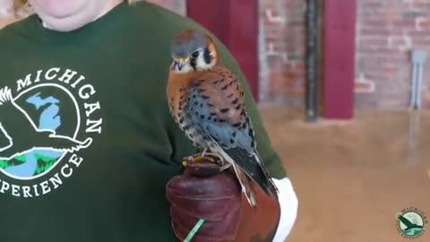 MICHIGAN BIRDS OF PREY PRESENTATION !!!!