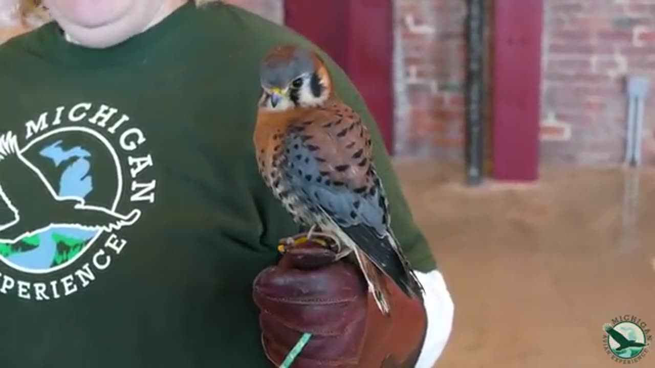 MICHIGAN BIRDS OF PREY PRESENTATION !!!!