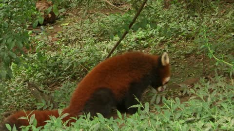 CUTE RED PANDA CREATURE ADVENTURE | The Real-Life Wild Kratts