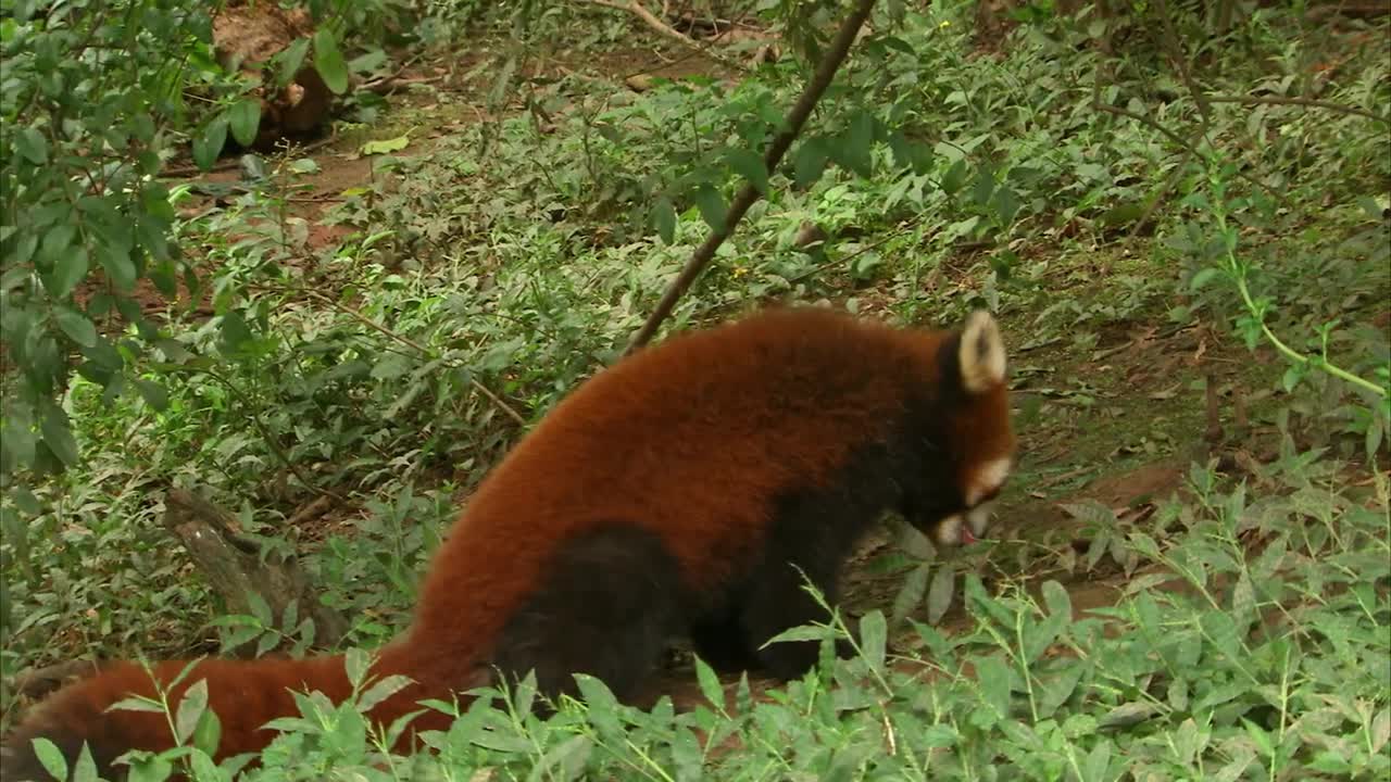 CUTE RED PANDA CREATURE ADVENTURE | The Real-Life Wild Kratts