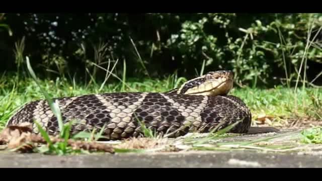 Molécula em veneno de cobra inibe o novo covid-19