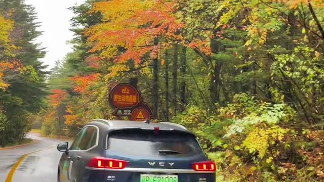 On October 6, the most beautiful autumn scenery in Shennongjia is on the way