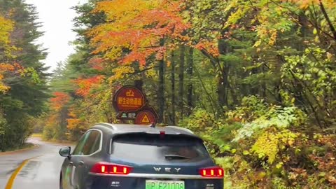 On October 6, the most beautiful autumn scenery in Shennongjia is on the way