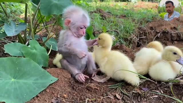 Cute baby Monkey Play with baby duck