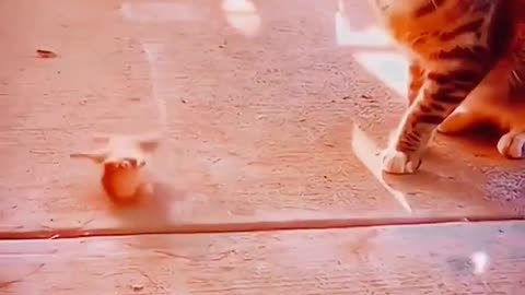 Funny cat videos 😂 😺