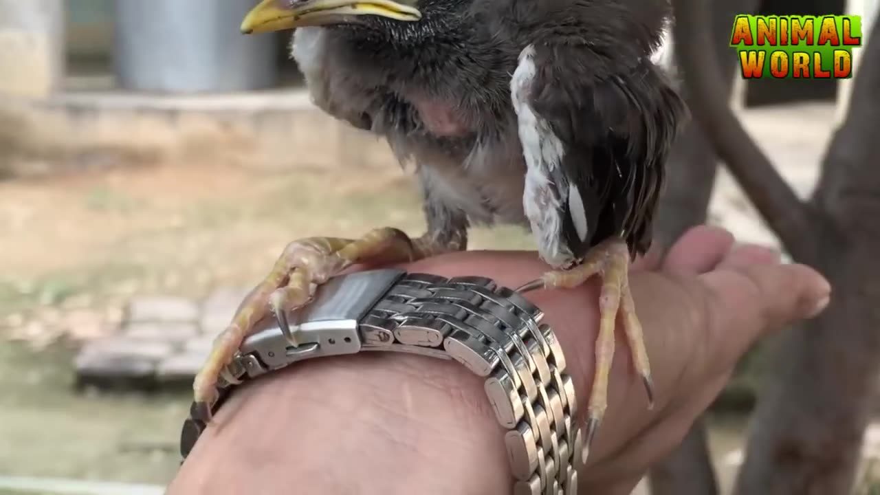 Baby bird feeding and raising