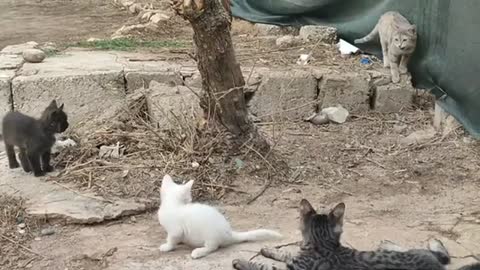 Cats playing and having fun in the garden of the house