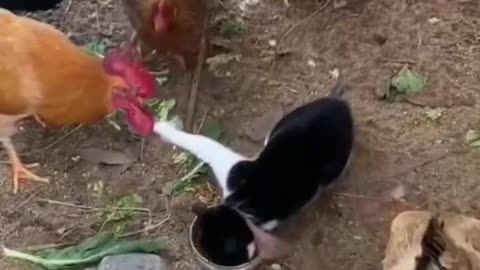 Funny animal