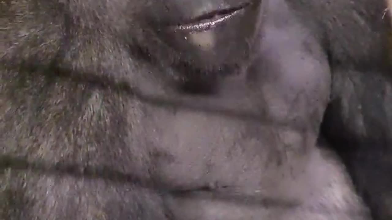 Eating the banana and the peel separately! #gorilla #eating #asmr #satisfying