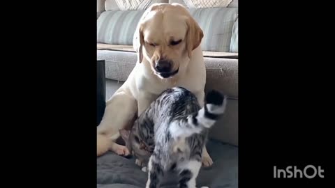 Funny moments cat and dog 🐕। 🤣🤣🤣