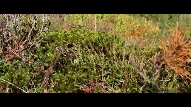 Forest Cinematography I would give you full credit and link your video/channel? :)