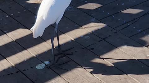 Egret hanging out