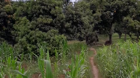 Beautiful place 😍 💕 when we seen in jungle