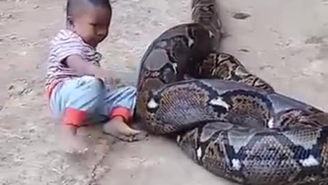 Ajgar Ke Sath Bacha ! Baby Plays With Python