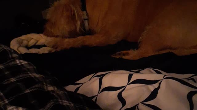 THE OAK LAWN JAWJACKER GOING TO WORK !