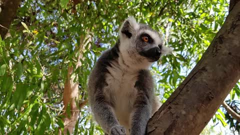 Great wildlife Zanzibar Tanzania