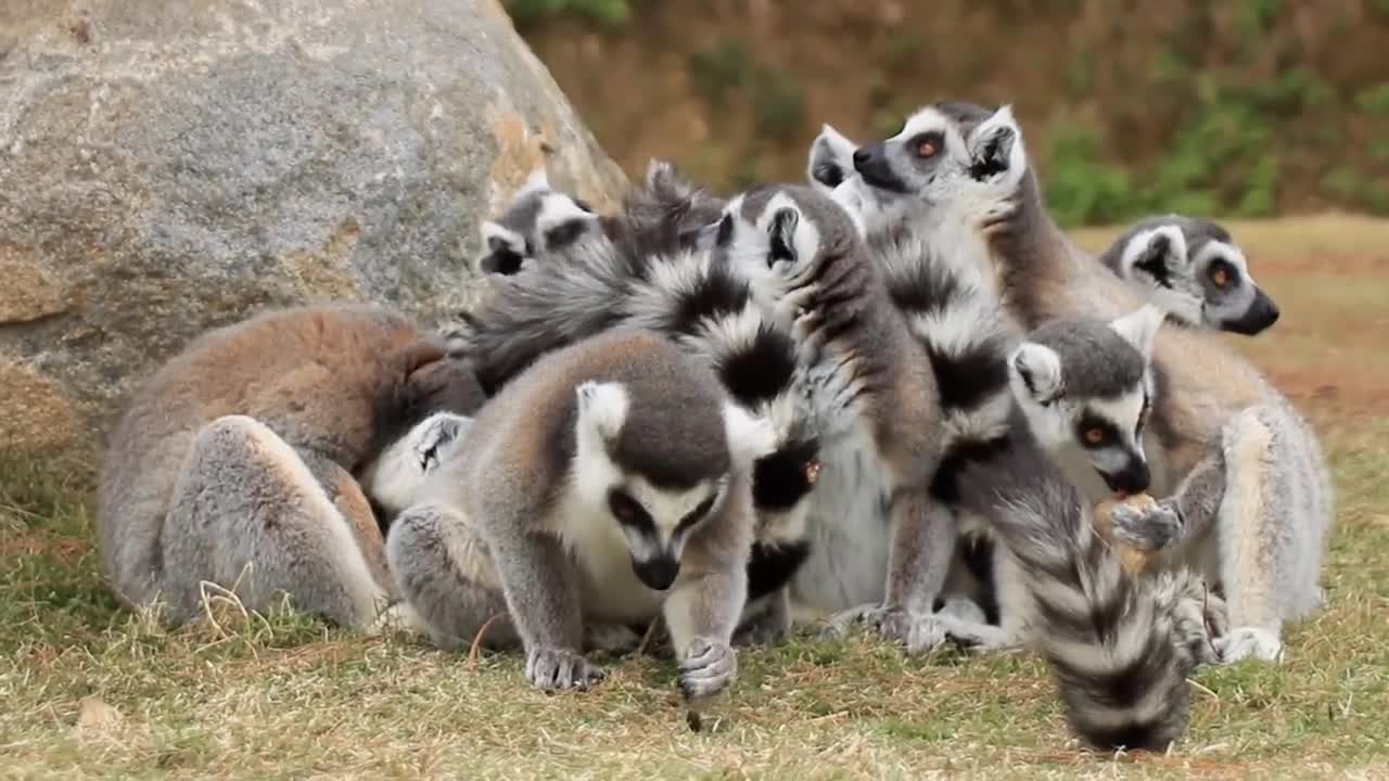 lemur