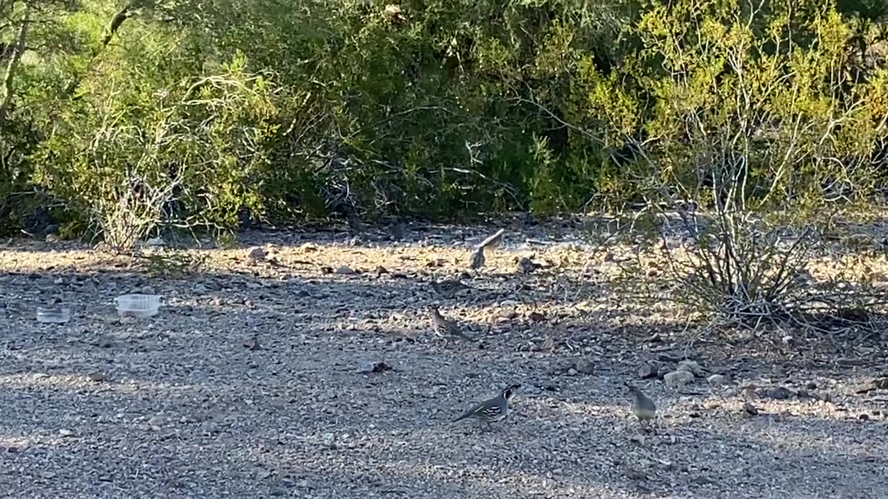 Desert quail