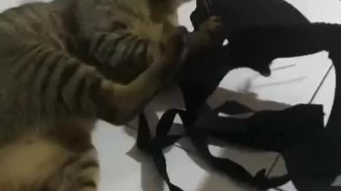 THE CAT STEAL THE EMPLOYER'S BRACE