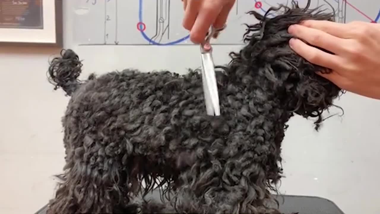 A Lovely Black Poodle Puppy Grooming _ How To Give Poodle Puppy A Perfect Haircut _ Puppy Groomy