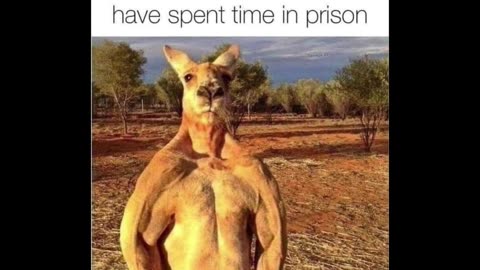 Random Memes 595