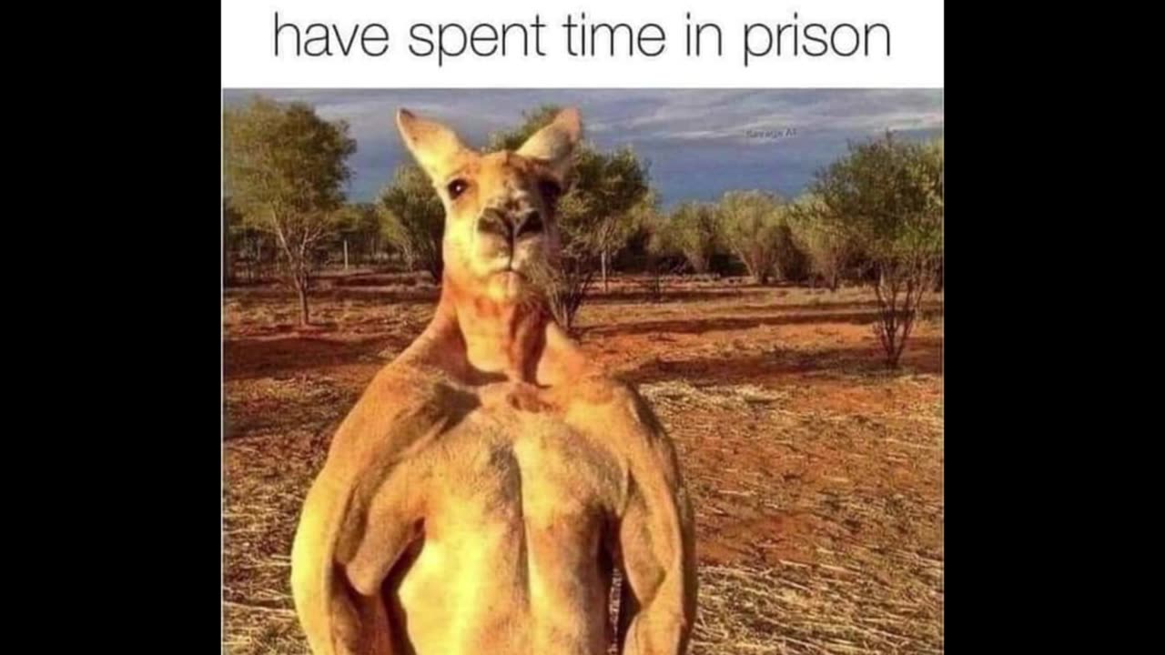 Random Memes 595